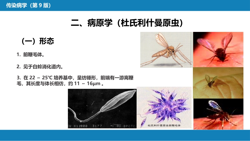 第七章 原虫病 第三节 黑热病_第8页