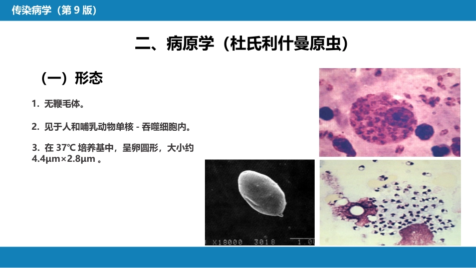 第七章 原虫病 第三节 黑热病_第9页