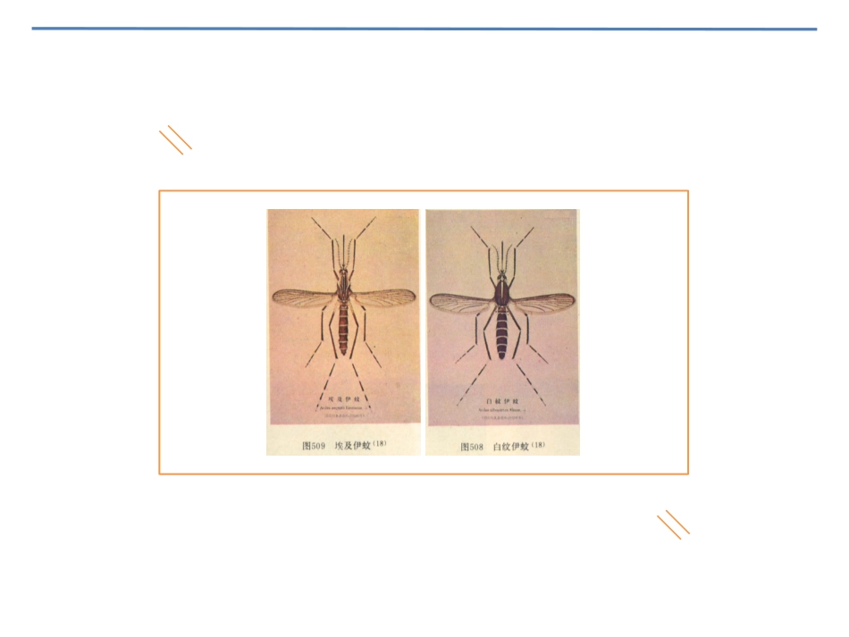 基孔肯雅热登革热ppt课件-_第5页