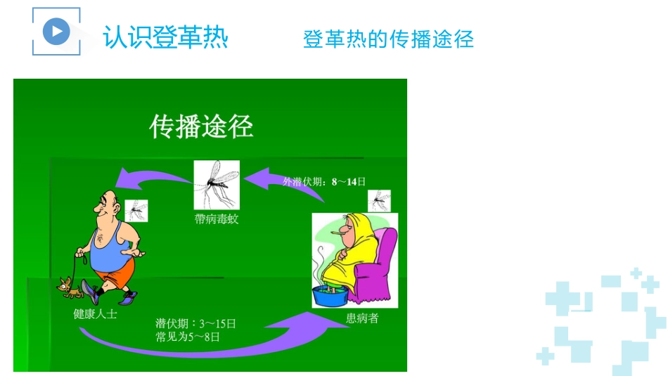 登革热及其防治_第11页