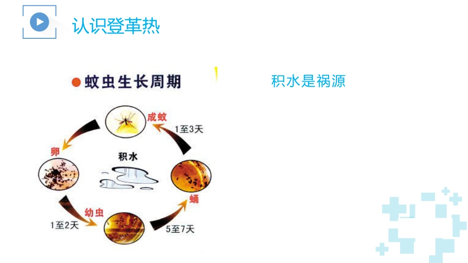 登革热及其防治_第12页