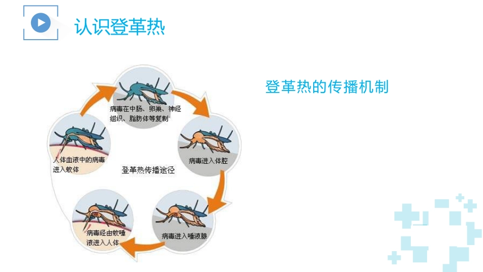 登革热及其防治_第13页