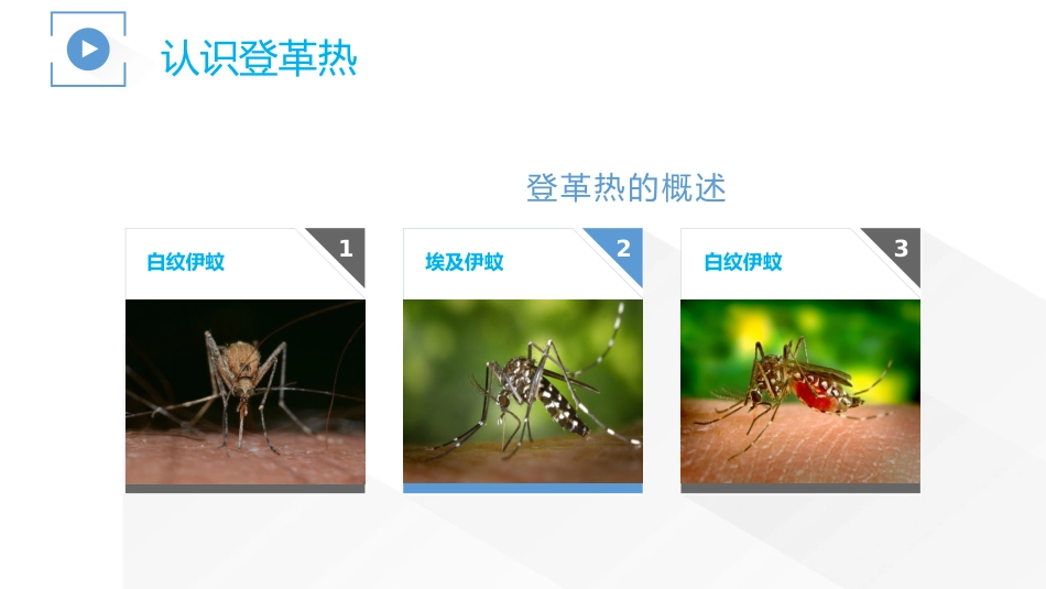 登革热及其防治_第5页