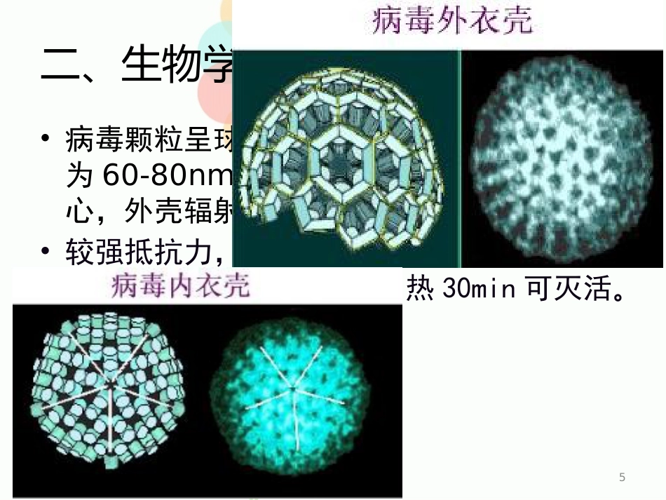 人类轮状病毒_第5页