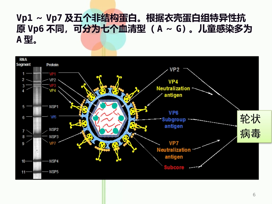 人类轮状病毒_第6页