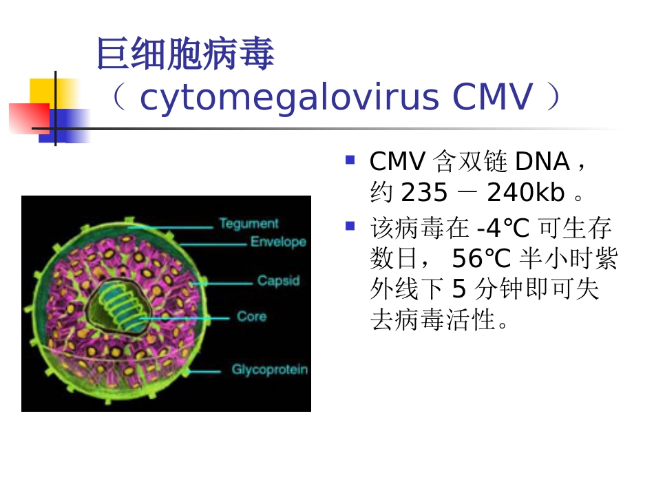 先天巨细胞病毒感染(1)_第2页