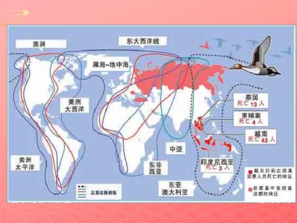禽流感病毒2021PPT_第3页