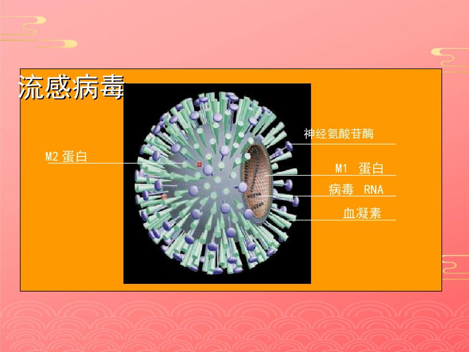 禽流感病毒2021PPT_第6页