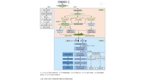 一图理解阻断乙型肝炎病毒母婴传播临床管理流程(2021年)