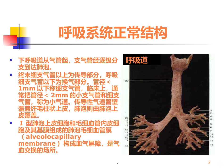 病理学呼吸疾病ppt课件_第3页