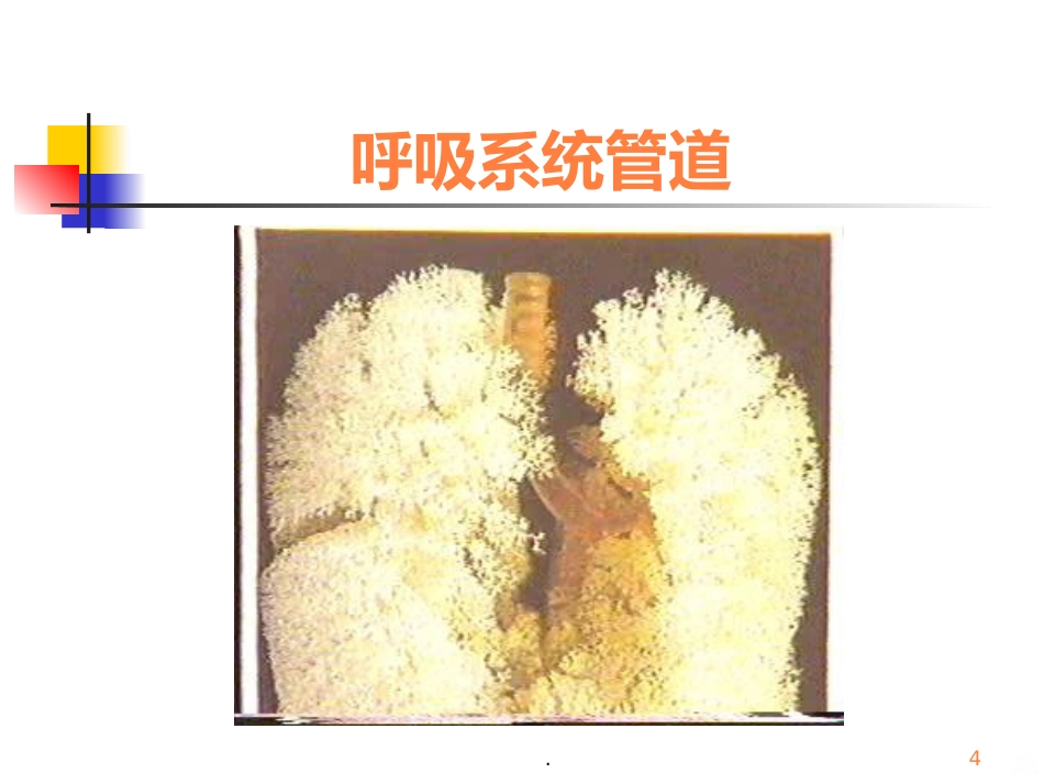 病理学呼吸疾病ppt课件_第4页