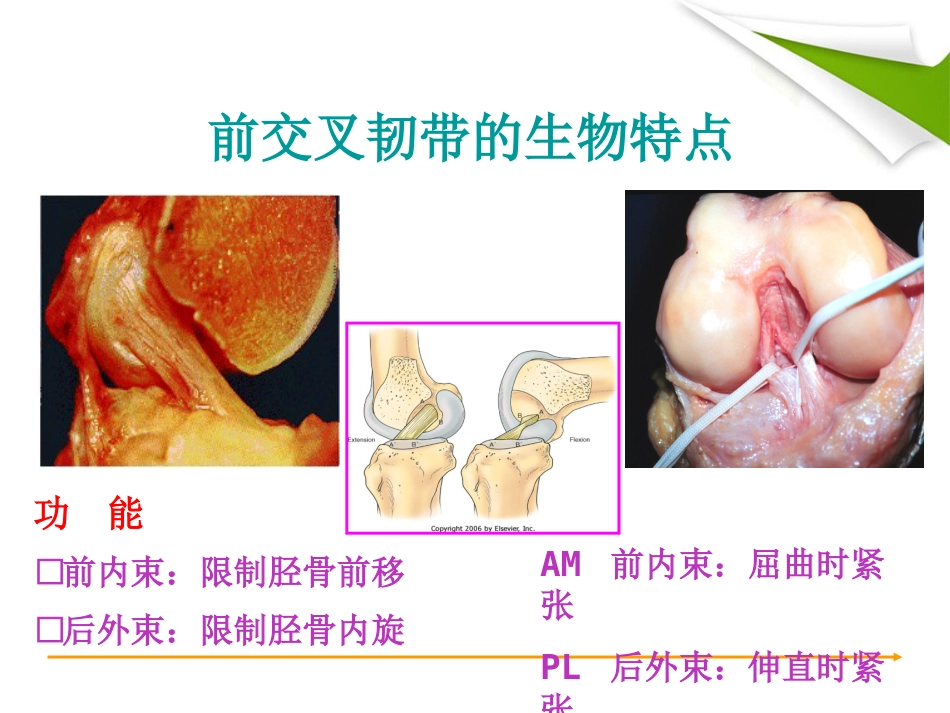ACL重建篇_第6页