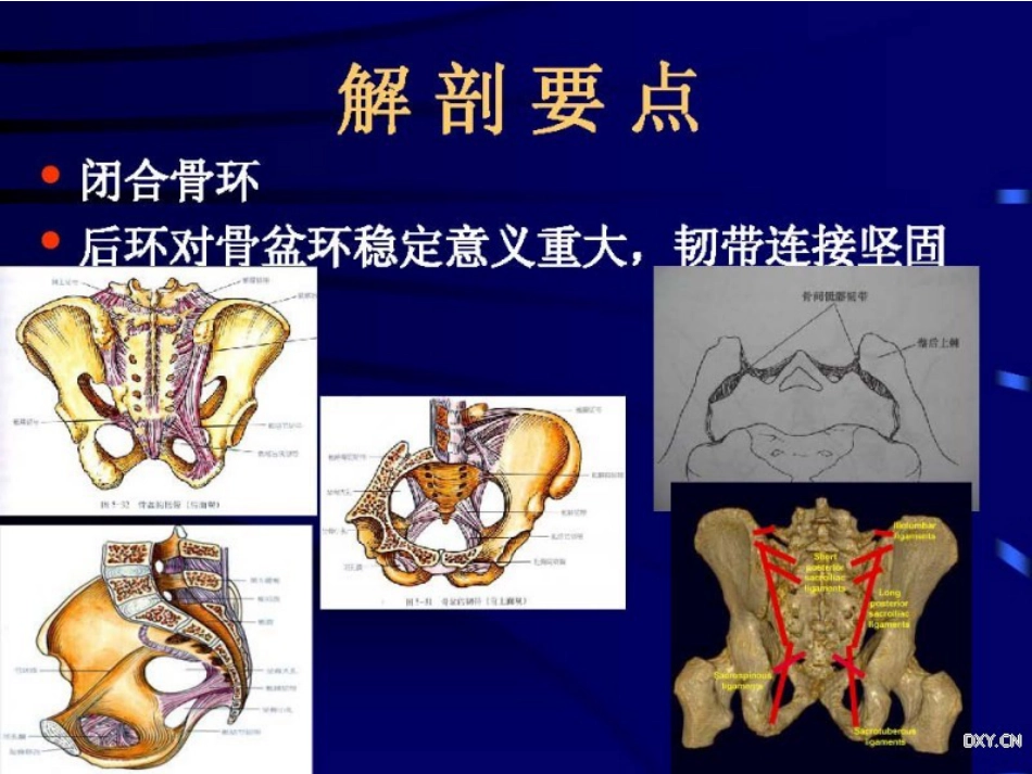 骨盆与髋臼骨折的诊断与分型_第3页