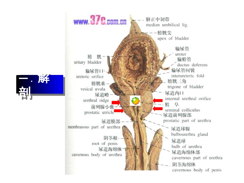 良性前列腺增生症_第2页