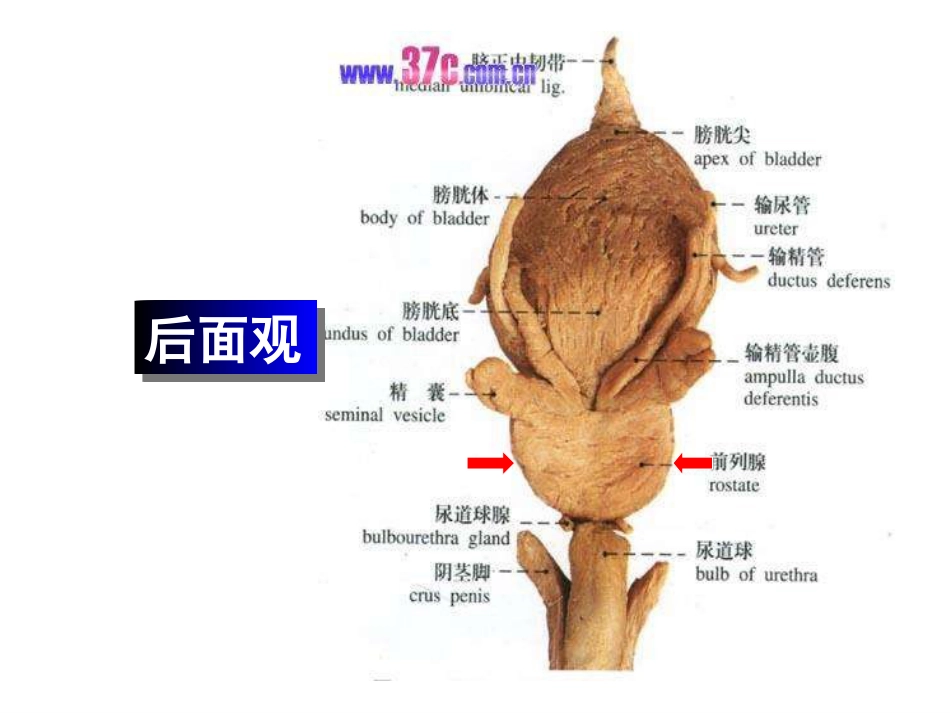良性前列腺增生症_第3页