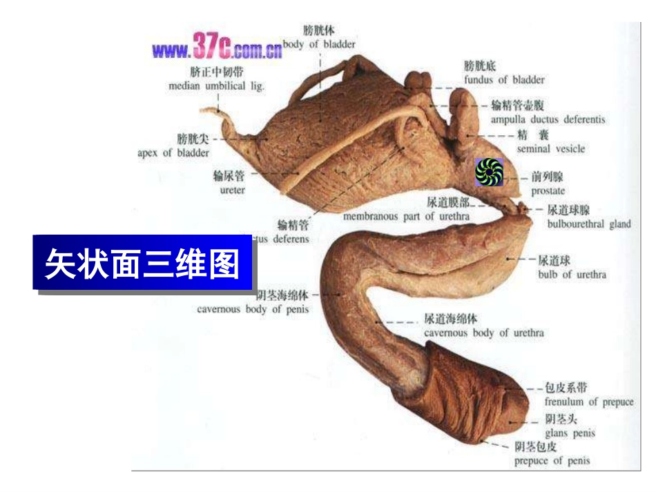良性前列腺增生症_第4页