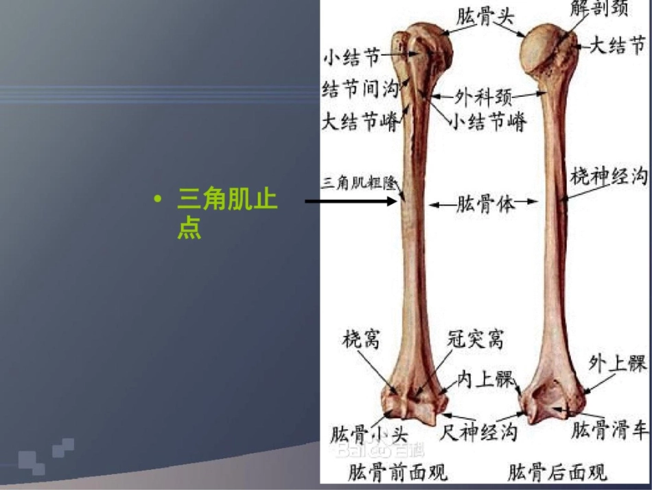 肱骨干骨折讲解_第5页