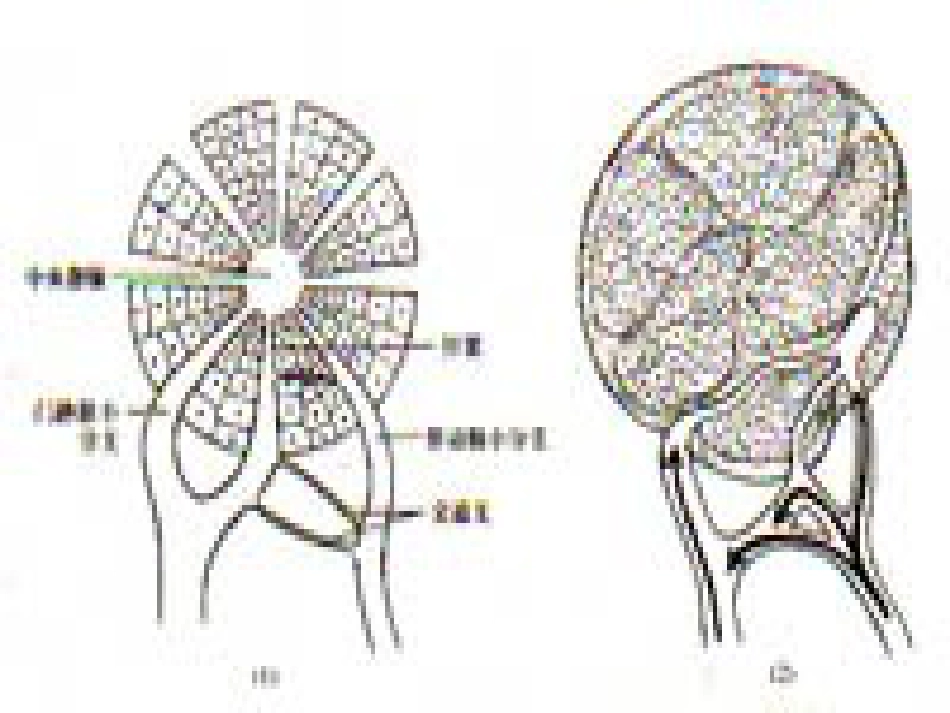 肝胆外科-门静脉高压症_第10页