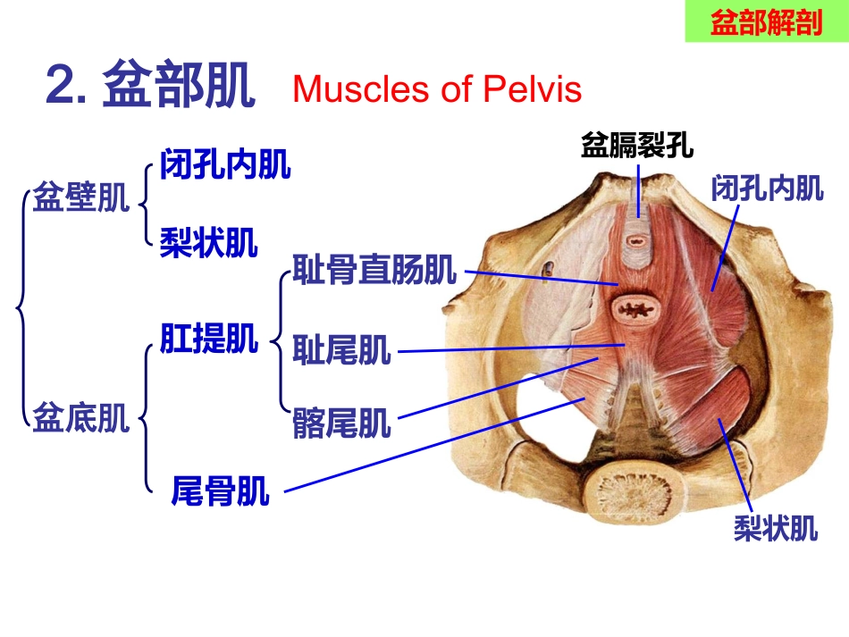骨盆手术入路应用解剖-最新_第11页