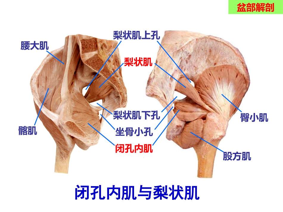 骨盆手术入路应用解剖-最新_第12页