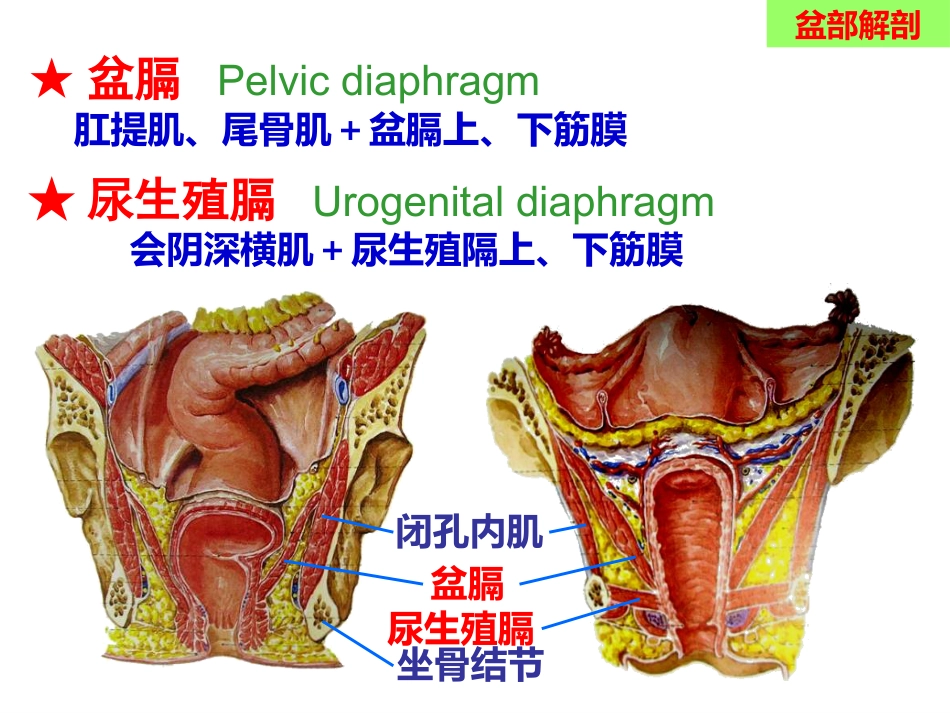 骨盆手术入路应用解剖-最新_第13页