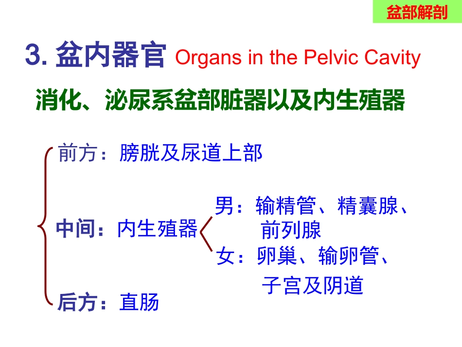 骨盆手术入路应用解剖-最新_第14页