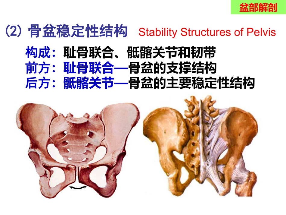 骨盆手术入路应用解剖-最新_第7页