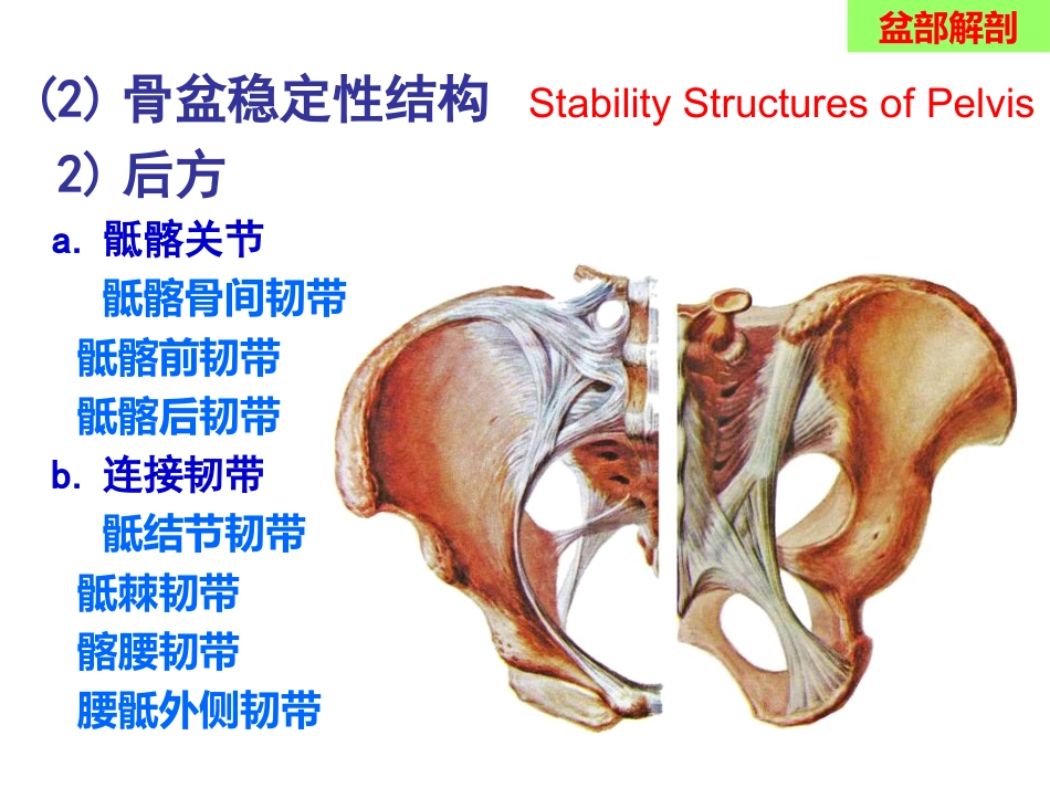 骨盆手术入路应用解剖-最新_第9页