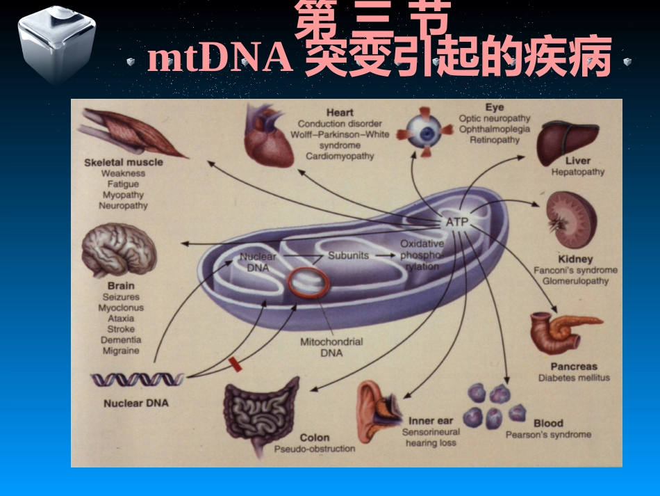包括mtDNA异常导致的线粒体病_第11页