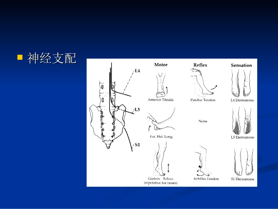 五年制讲稿——腰腿痛和颈肩痛_第11页