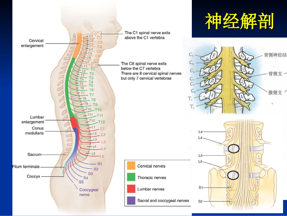 五年制讲稿——腰腿痛和颈肩痛_第8页