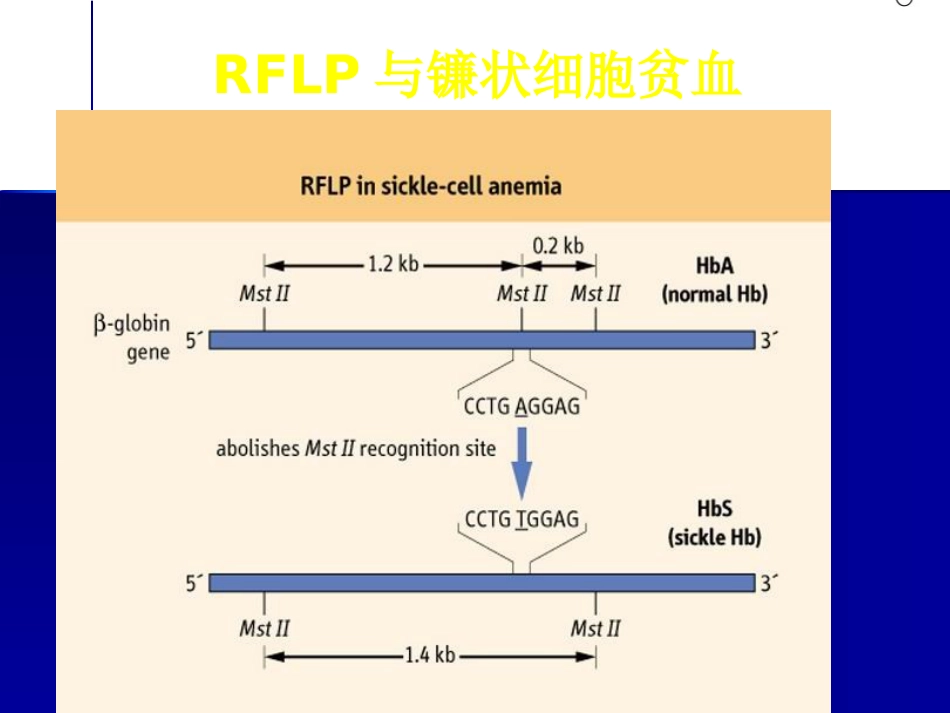 DNA分子遗传标记在中药中的应用_第11页