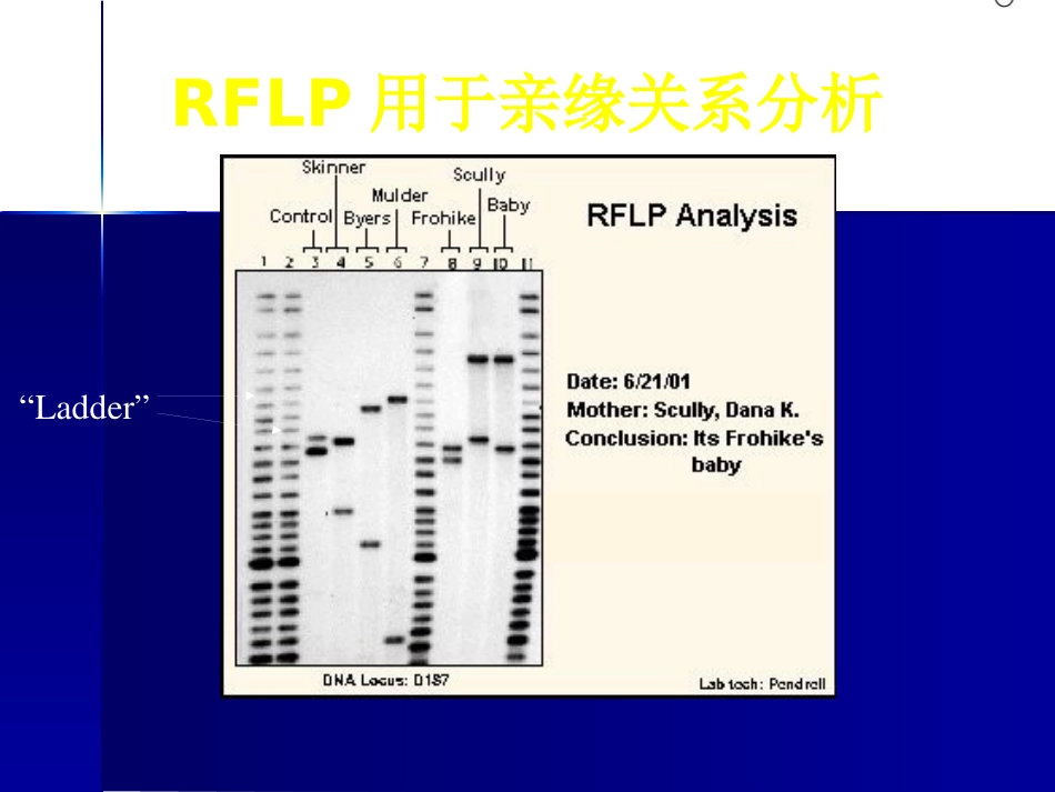DNA分子遗传标记在中药中的应用_第14页