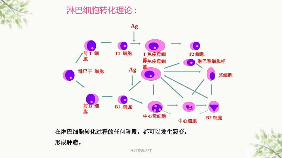 病理学淋巴造血系统疾病医学PPT课件_第13页