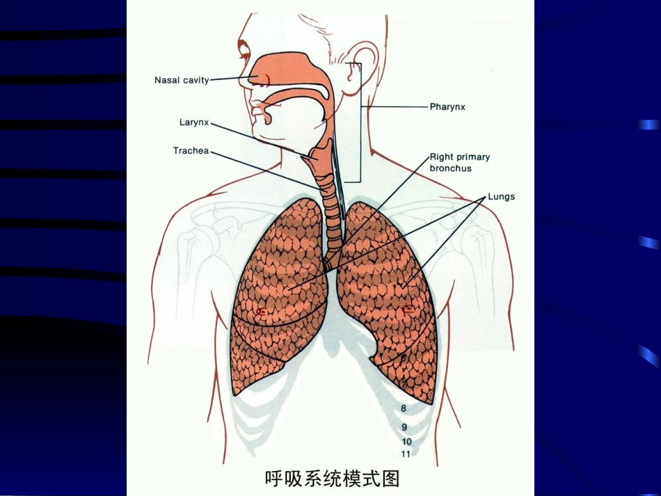 病理学呼吸系统疾病(一)_第2页