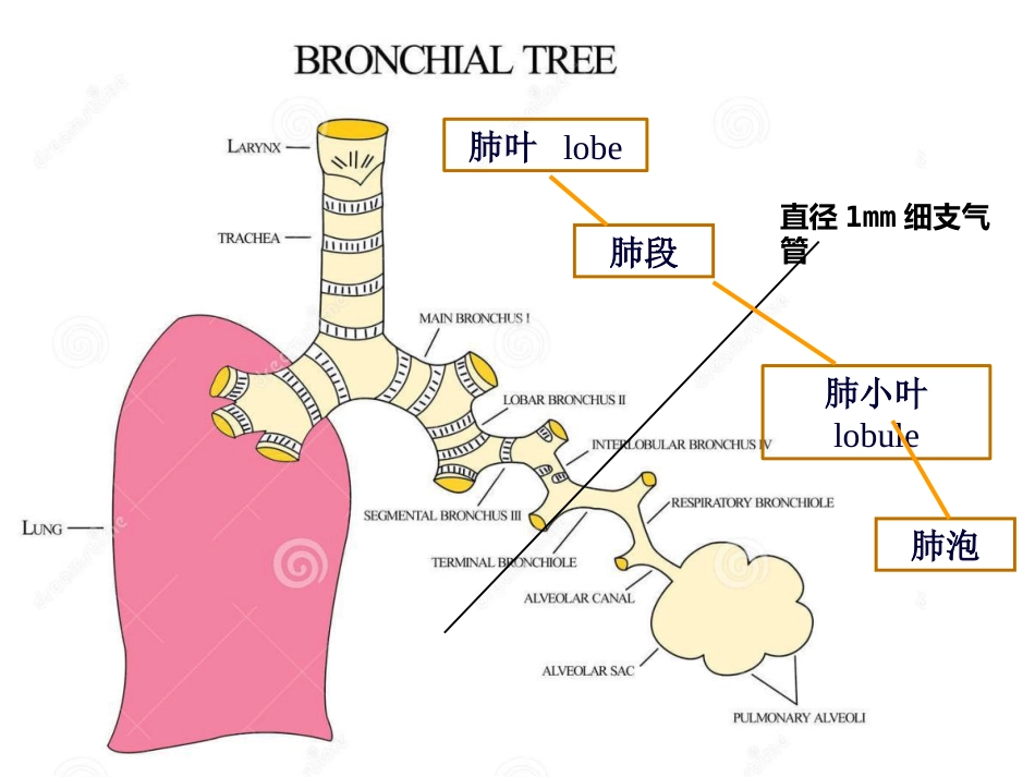 病理学呼吸系统疾病(一)_第5页