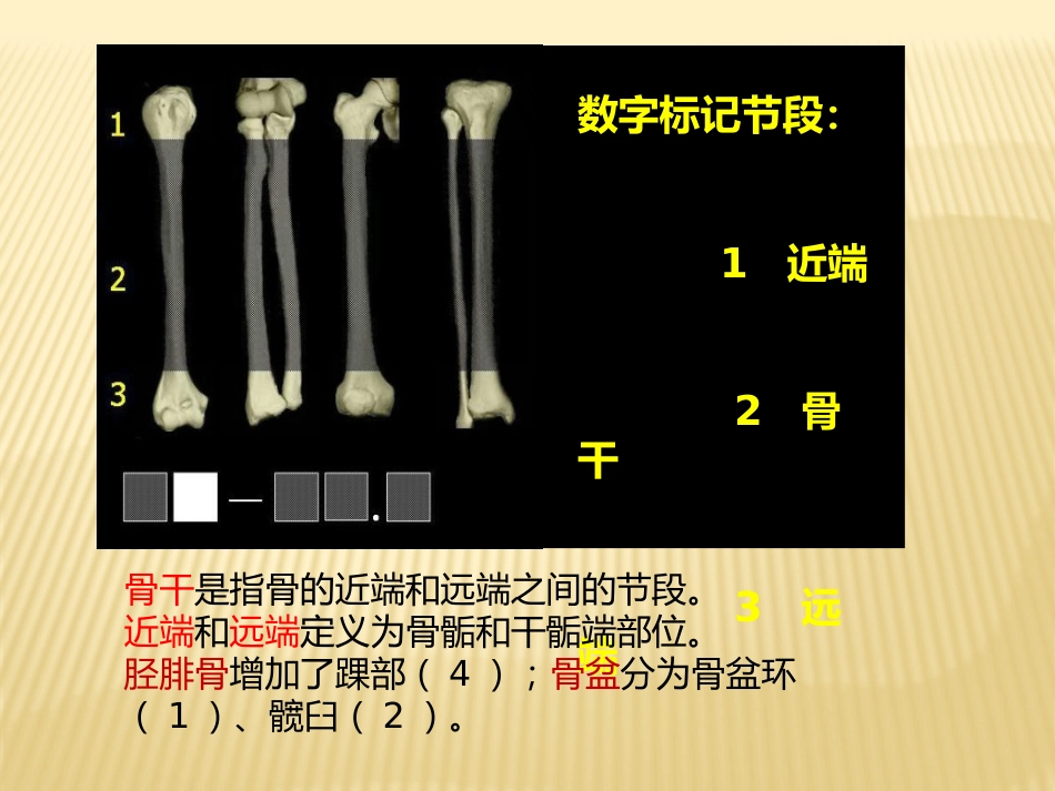 骨折AO分型_第5页