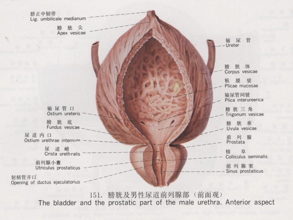 膀胱疾病病理学ppt课件_第5页