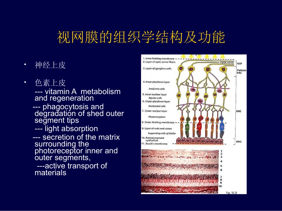 眼底病、眼与全身病备份_第3页