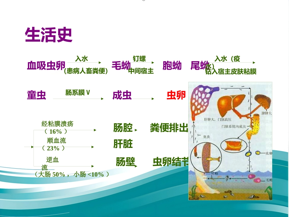 病理学-寄生虫_第13页