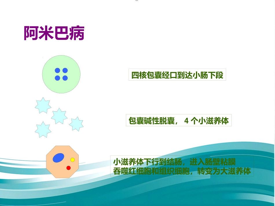 病理学-寄生虫_第3页