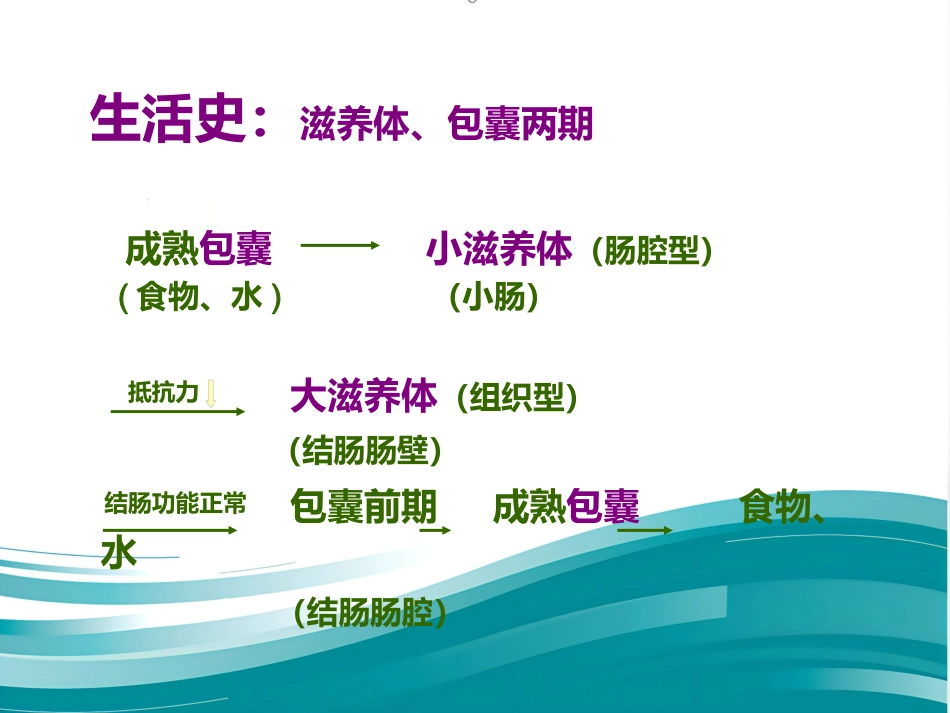 病理学-寄生虫_第4页