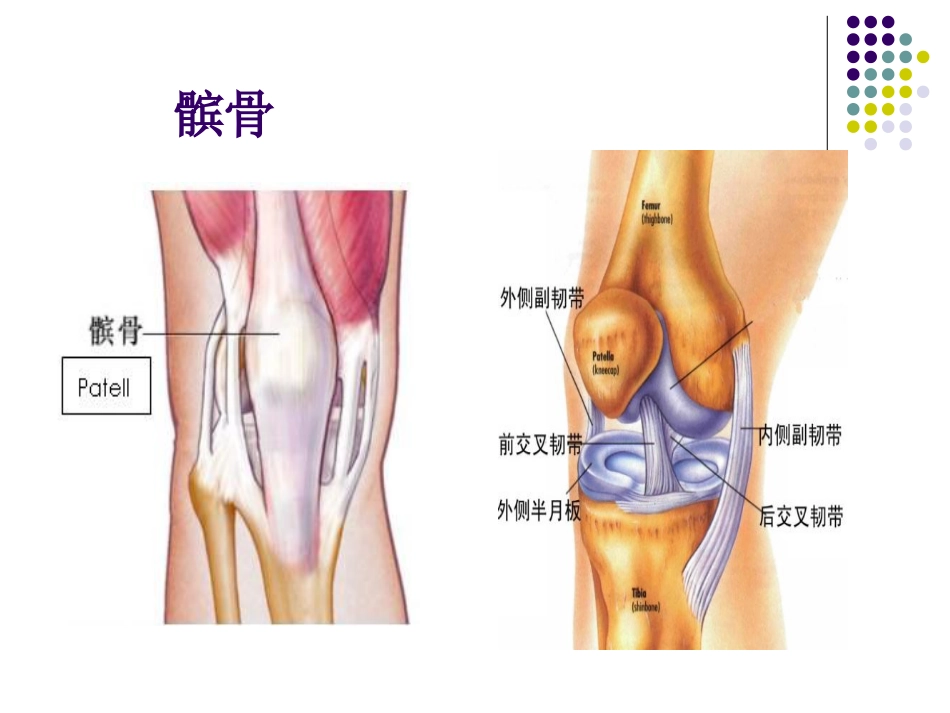 复发性髌骨脱位_第2页