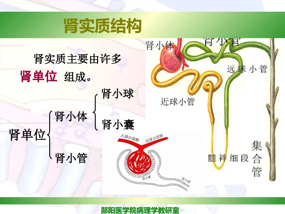 病理学泌尿系统疾病_第4页
