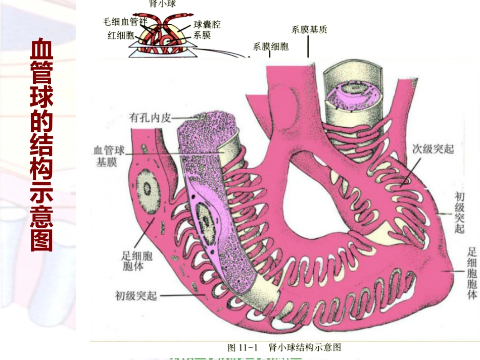 病理学泌尿系统疾病_第6页