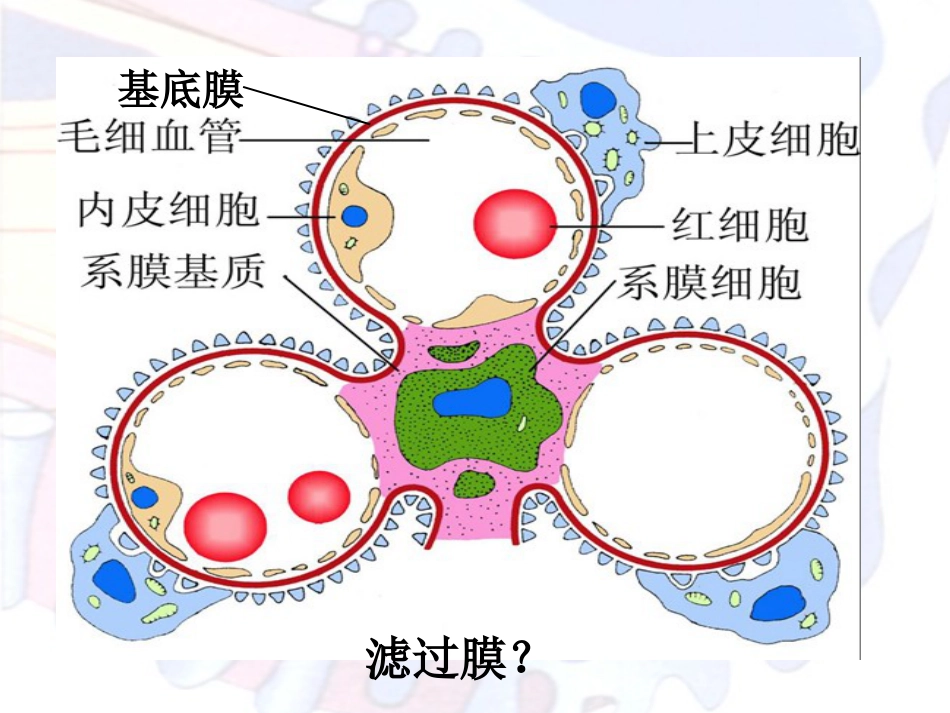 病理学泌尿系统疾病_第7页