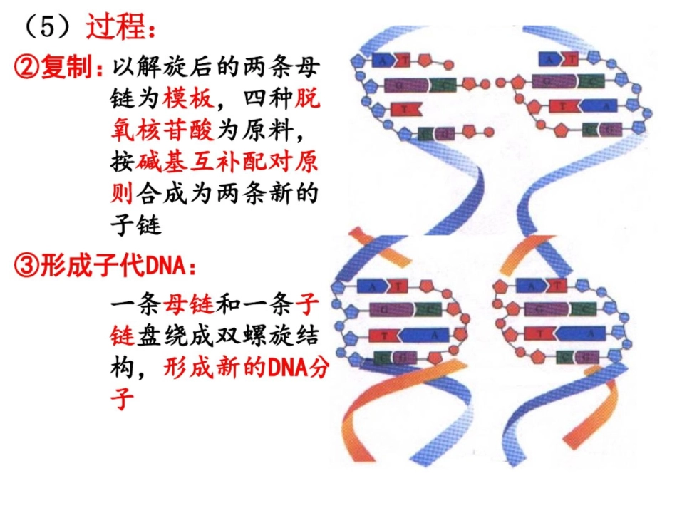 DNA分子的结构复制及基因的本质_第10页