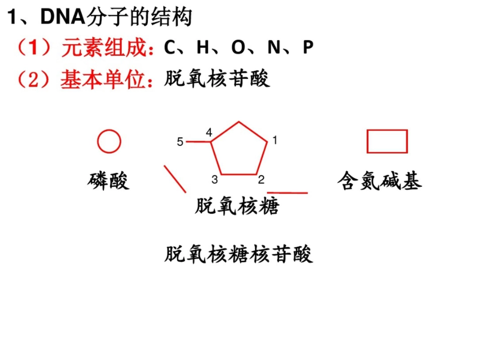 DNA分子的结构复制及基因的本质_第3页