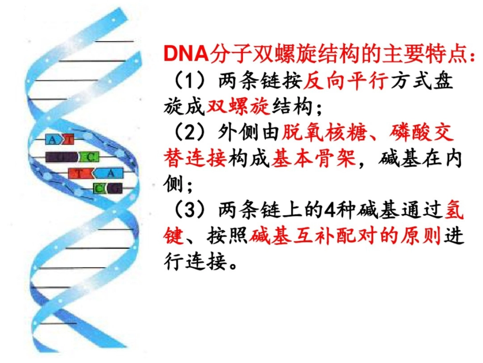 DNA分子的结构复制及基因的本质_第5页