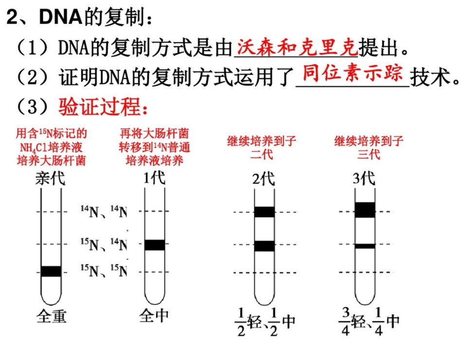 DNA分子的结构复制及基因的本质_第7页